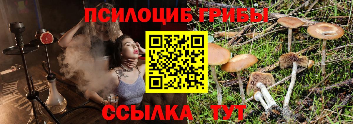 Галлюциногенные грибы Psilocybine cubensis Пушкино